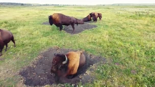 Stor hjord av amerikansk bisonoxe i vild natur på ängen, Animal Breeding Ecology Exploration Power Concept, antenn View Drone 4k — Stockvideo