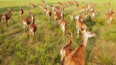 Vahşi Roe Geyiğinin Büyük Sürüsünün Üzerindeki Destansı Hava Altın Çayırlık Saati, Hayvan Yetiştirme Ekolojik Keşif Konsepti 4K