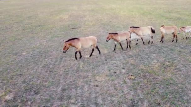 Grote Herd van paarden in de wilde natuur op weide, Dierlijke Fokkerij Ecologie Exploratie Power Concept, Luchtfoto Drone 4k — Stockvideo
