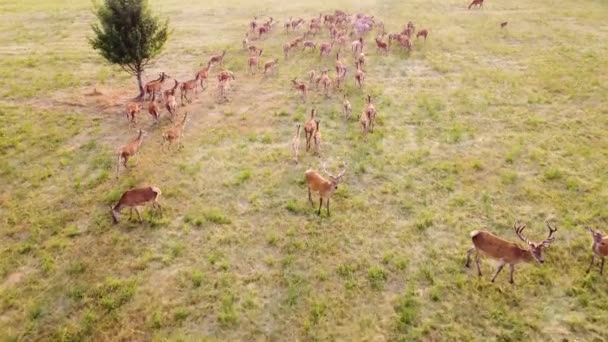 Epic Aerial Over Large Herd Of Wild Roe Deer Running In Wild Nature Through Meadow Golden Hour, Animal Breeding Ecology Exploration Power Concept 4K — Stock Video