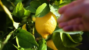 Turunçgil bahçesinde olgun sarı limonlu limon ağaçları. Güzel doğa arka planı, Akdeniz meyve bitkileri ve ağaçlar, narenciye ekinleri.