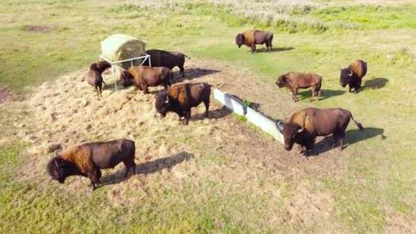 Herde Amerikanischer Bisons in freier Natur auf der Wiese, Ökologie der Tierzucht Exploration Power Concept, Drohne aus der Luft 4k — Stockvideo