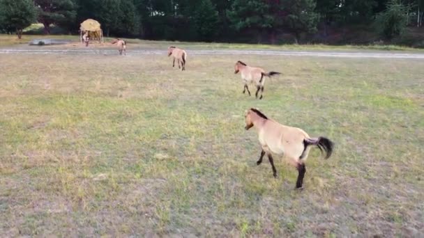 Pferdeherde in freier Natur auf der Weide, Tierzucht Ökologie Erkundungskraftkonzept, Drohne aus der Luft 4k — Stockvideo