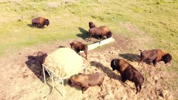 Duże Stado American Bison In Wild Nature na łące, Hodowla zwierząt Ekologia Eksploracja Koncepcja mocy, Widok z lotu ptaka Drone 4k — Wideo stockowe