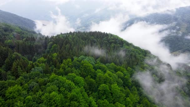 Wolken boven bergwoud, Vliegend door het magisch zomerwoud bij regenweer, vanuit de lucht gezien drone 4k — Stockvideo
