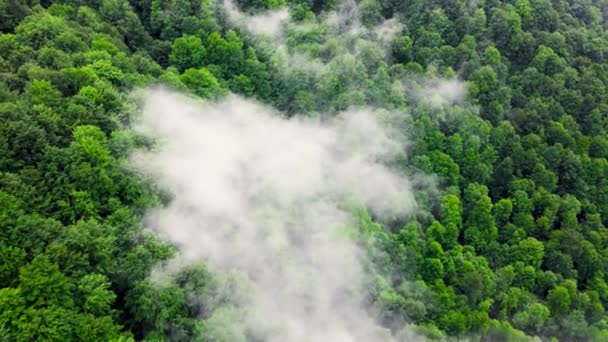 Nuvens acima da floresta montanhosa, voando pela floresta mágica de verão em tempo chuvoso, drone de visão aérea 4k — Vídeo de Stock