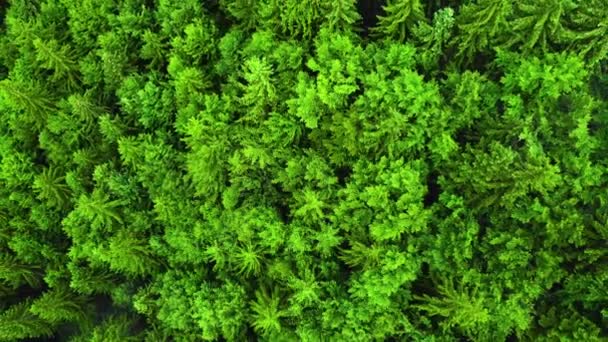 Sommer Nadelwald Luftaufnahme von oben, leuchtend grüner Wald bei gutem Wetter, Naturhintergrundaufnahmen in 4K — Stockvideo