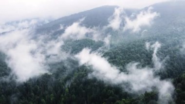 Dağ Ormanı 'nın üstündeki bulutlar, yağmurlu bir havada sihirli bahar ormanlarında uçmak, 4k hava aracı.