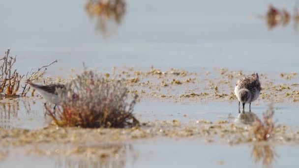 Liten fågel i grunt vatten, Flod eller sjö, Ett djur i sin naturliga miljö, Natur Wildlife safari 4k skott — Stockvideo