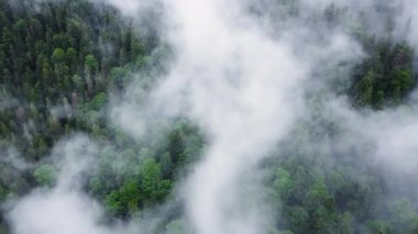 Dağ Ormanı 'nın üstündeki bulutlar, yağmurlu bir havada sihirli bahar ormanlarında uçmak, 4k hava aracı.