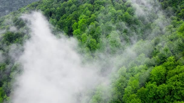 Vliegen door de wolken boven het dennenbos van de bergen, Magisch zomerwoud bij regenweer, luchtfoto drone 4k — Stockvideo