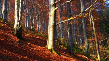Sonbahar ormanı renkli ağaçlarla, sarı ve turuncu yapraklarla dolu. Yüksek kalite 4k görüntü