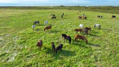 İzlanda 'nın uçsuz bucaksız çayırlarında at sürüsü otluyor. Saf kuzey doğası. Doğal Hayvan Çiftliği, Çiftlik hayvanları. İzlanda 'nın Vahşi Atı. Hava görüntüsü. Yüksek kalite 4k görüntü