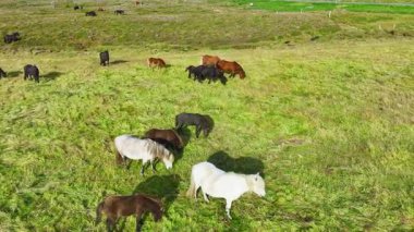 İzlanda 'nın uçsuz bucaksız çayırlarında at sürüsü otluyor. Saf kuzey doğası. Doğal Hayvan Çiftliği, Çiftlik hayvanları. İzlanda 'nın Vahşi Atı. Hava görüntüsü. Yüksek kalite 4k görüntü