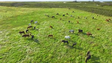 İzlanda 'nın uçsuz bucaksız çayırlarında at sürüsü otluyor. Saf kuzey doğası. Doğal Hayvan Çiftliği, Çiftlik hayvanları. İzlanda 'nın Vahşi Atı. Hava görüntüsü. Yüksek kalite 4k görüntü