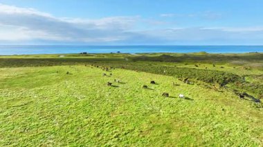 İzlanda 'nın uçsuz bucaksız çayırlarında at sürüsü otluyor. Saf kuzey doğası. Doğal Hayvan Çiftliği, Çiftlik hayvanları. İzlanda 'nın Vahşi Atı. Hava görüntüsü. Yüksek kalite 4k görüntü