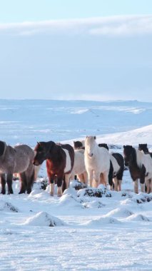 Dikey Ekran: Eşsiz İzlanda Yumuşak Atları Soğuk Bir Kış Günü, Sosyal Medya Çekimi. Yüksek kalite 4k görüntü
