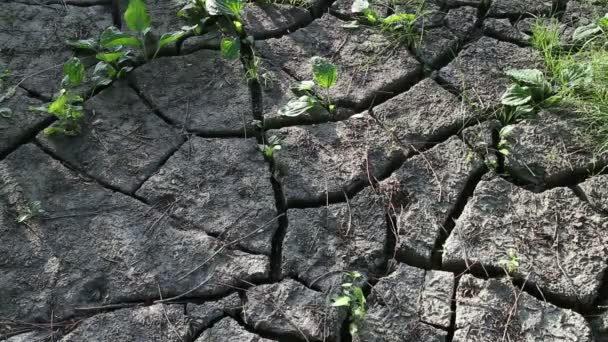De grond gekraakt door droogte — Stockvideo