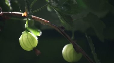 Berry yağmur altında