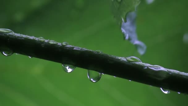 A videira Bush na chuva — Vídeo de Stock