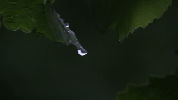 布什藤在雨中 — 图库视频影像