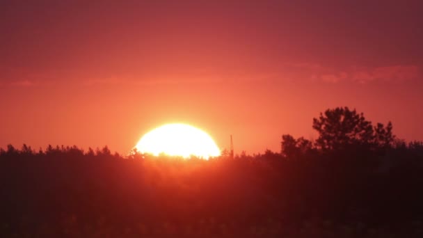 Východ slunce nad stromy — Stock video
