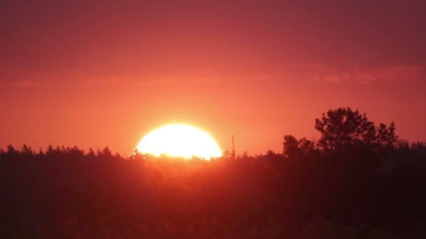 Lever de soleil sur les arbres — Video