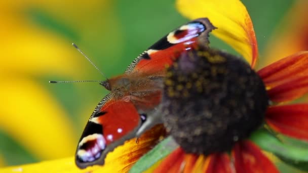 Vlinder op een bloem — Stockvideo