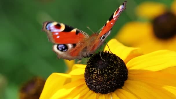 Schmetterling auf einer Blume — Stockvideo