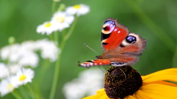 Schmetterling auf einer Blume — Stockvideo