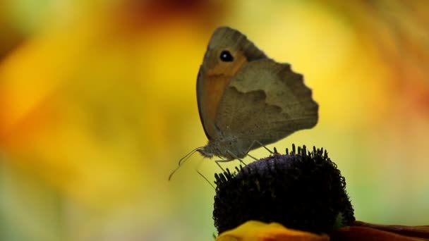 Mariposa en una flor — Vídeo de stock