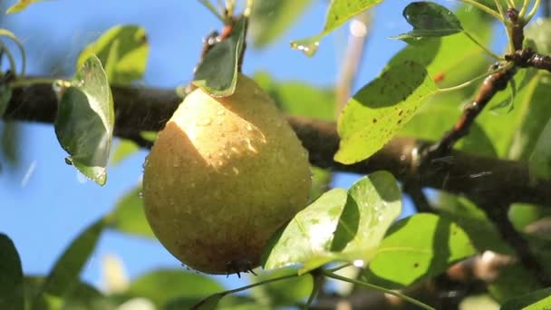 Birne im Regen — Stockvideo