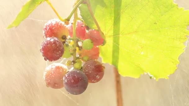 Виноград в дождь — стоковое видео