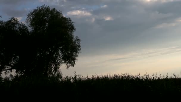 Silhouet bij zonsondergang — Stockvideo