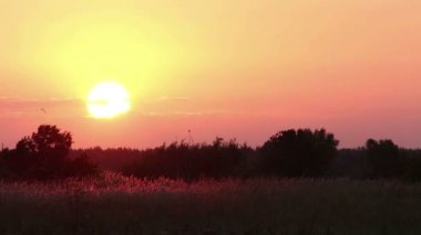 Vahşi çayır üzerinde gündoğumu