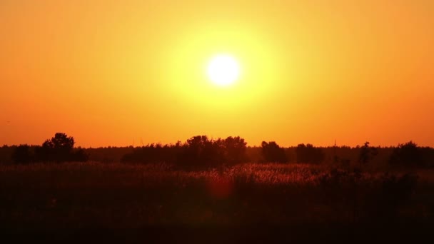 Nascer do sol sobre o prado selvagem — Vídeo de Stock