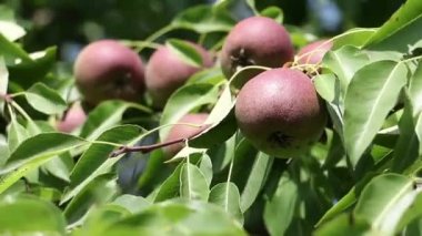 Armut Rüzgardaki bir dalı