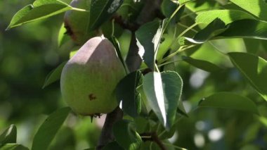Armut Rüzgardaki bir dalı