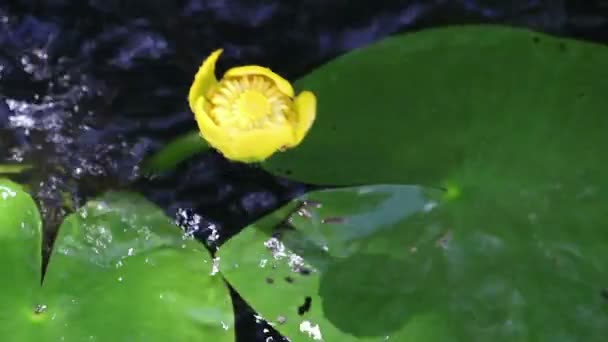 Espirros de flor de água — Vídeo de Stock