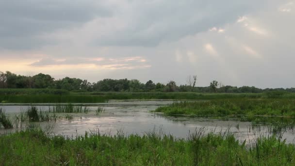 Naturlandschaft am Fluss — Stockvideo