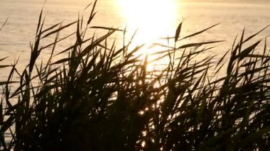 Sazlık su arka plan üzerinde