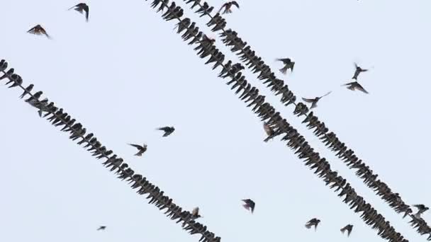 Zwaluwen vliegen en zitten op elektrische draden — Stockvideo