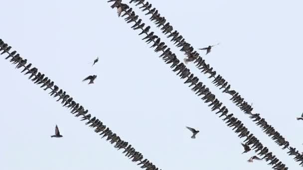 Swallows Fly and Sit on electric Wires — Stock Video