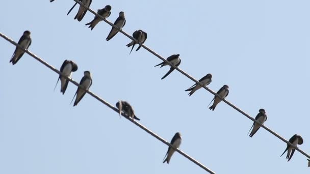 Traga volar y sentarse en cables eléctricos — Vídeo de stock