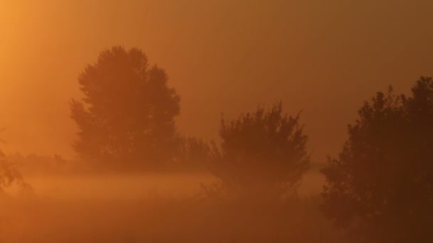 Morgondimma på floden — Stockvideo