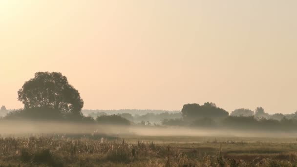 Ochtendnevel op de rivier — Stockvideo