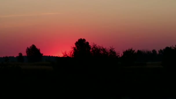 Nascer do sol sobre o prado selvagem — Vídeo de Stock