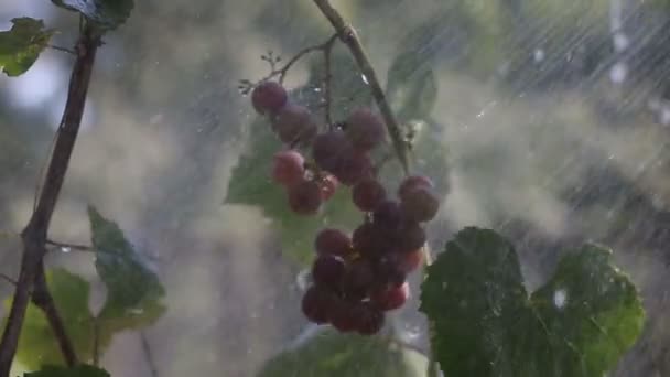 Un racimo de uvas bajo la lluvia — Vídeo de stock