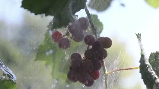 Um bando de uvas na chuva — Vídeo de Stock