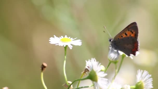 Mariposa en una flor — Vídeo de stock